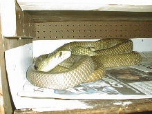 adult cb unicolor cribos
